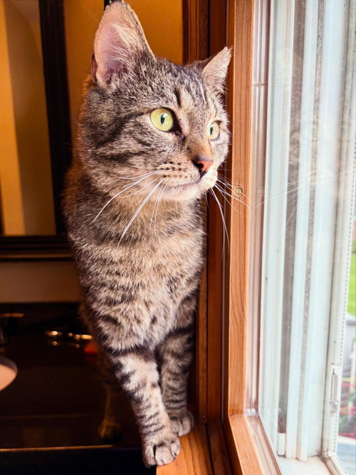 Spree, an adoptable Domestic Short Hair in Wheaton, IL