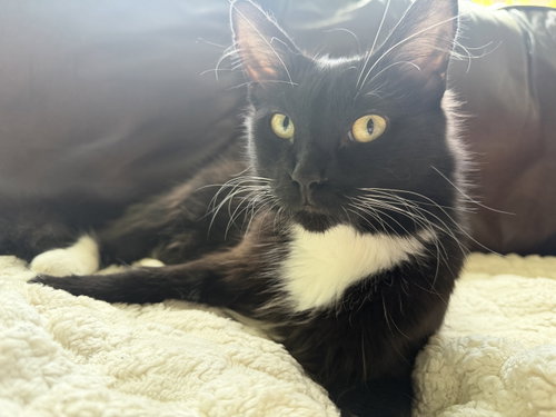 Oreo
