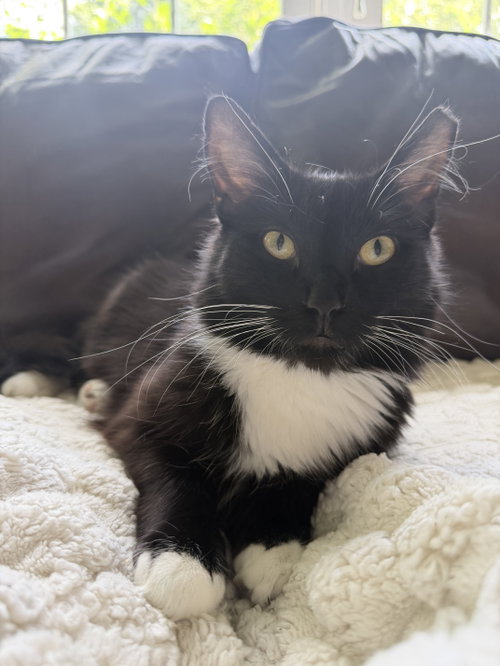 Oreo photo 4