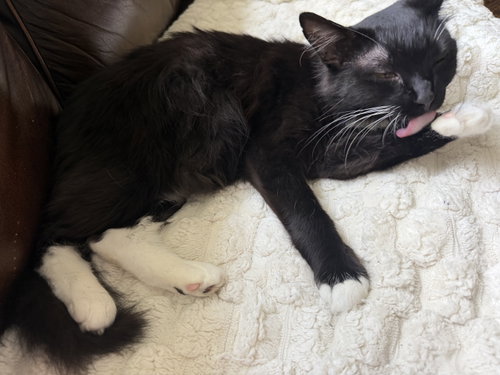 Oreo photo 5