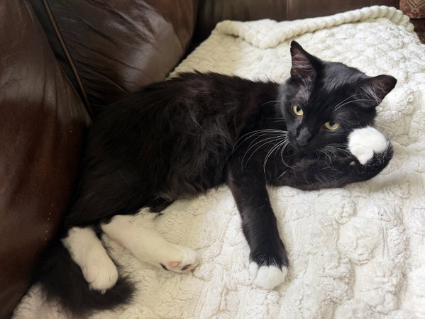 Oreo