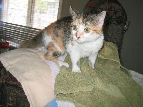 Callie