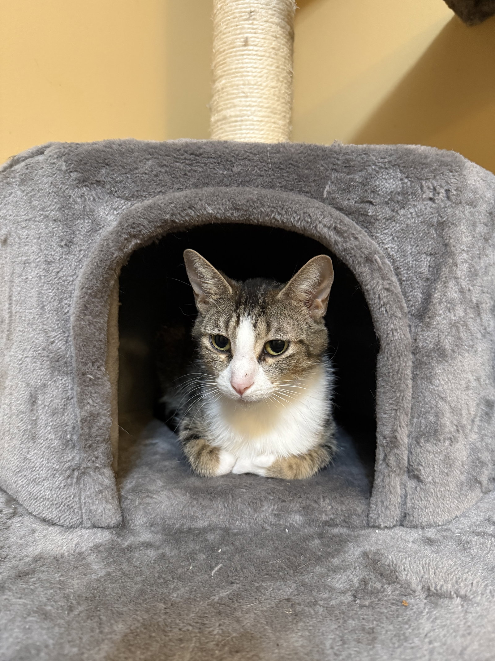 Maria  Domestic Short Hair (short coat) Female