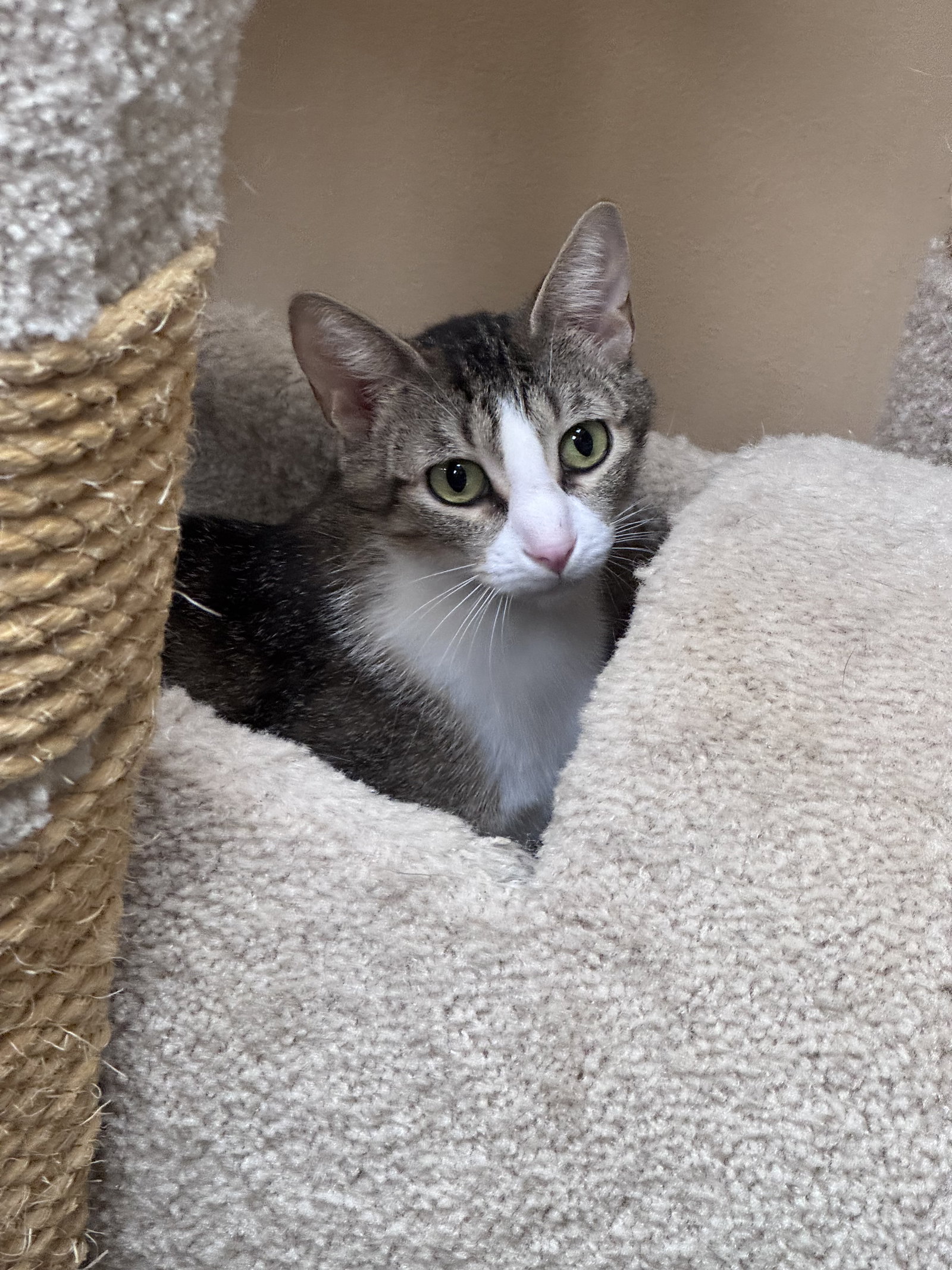 Maria  Domestic Short Hair (short coat) Female