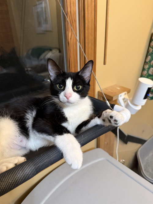Louisa, an adoptable Domestic Short Hair in Wheaton, IL