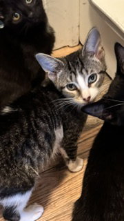 Gretl