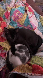 Friedrich  Domestic Short Hair (short coat) Male