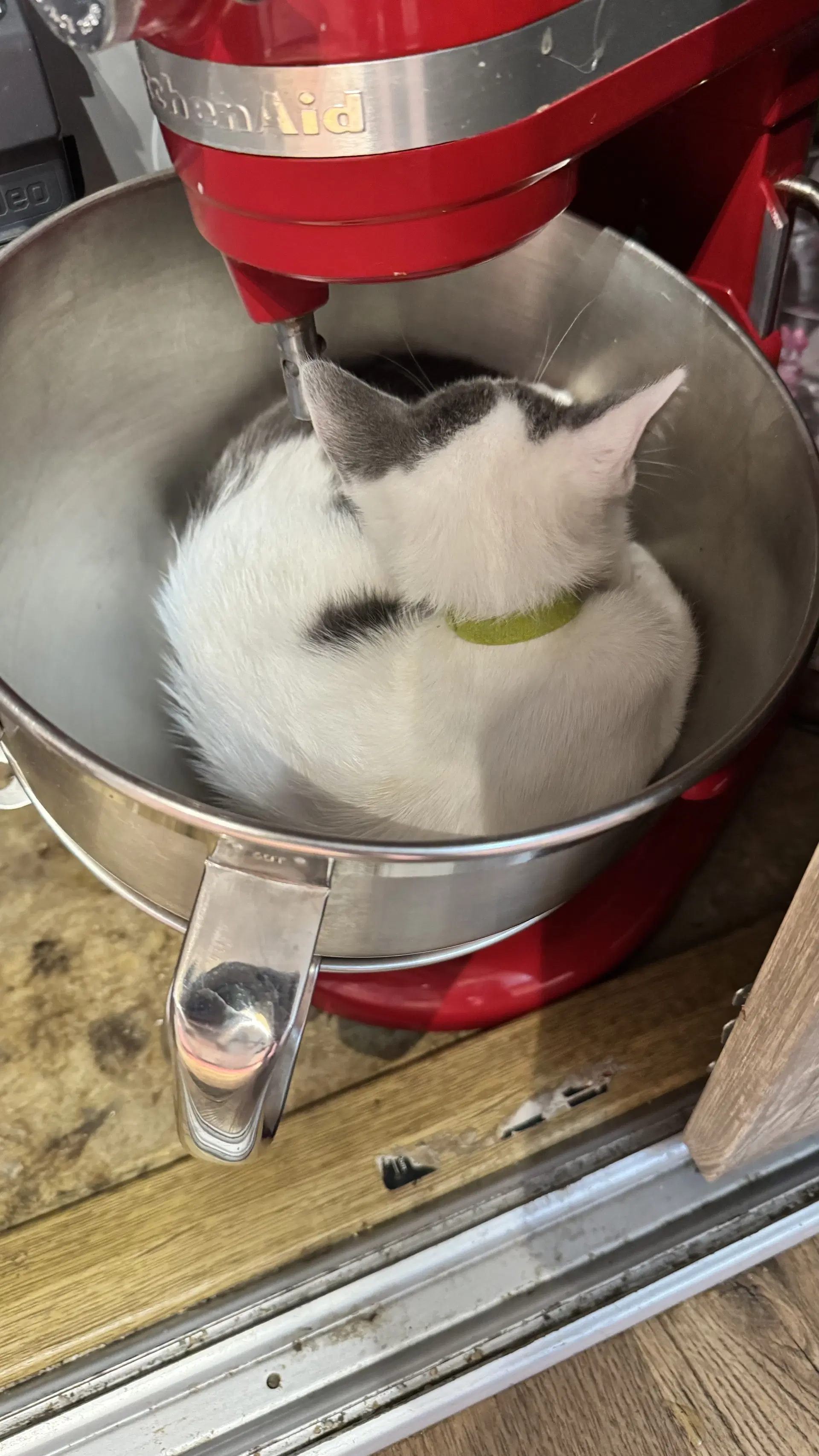 Marta - Domestic Short Hair