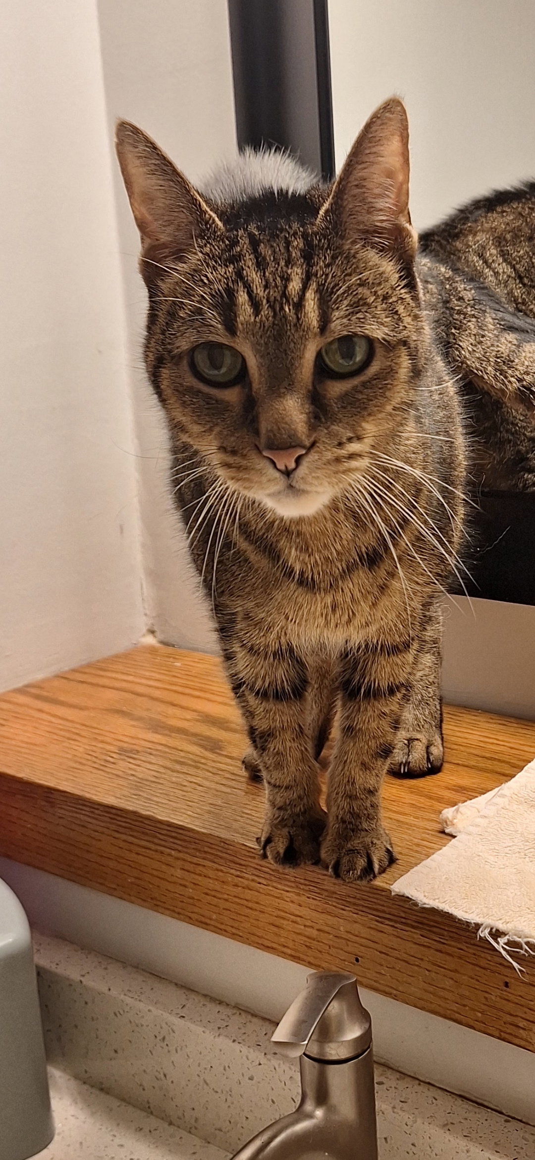 Terry - front declawed  Domestic Short Hair (short coat) Male