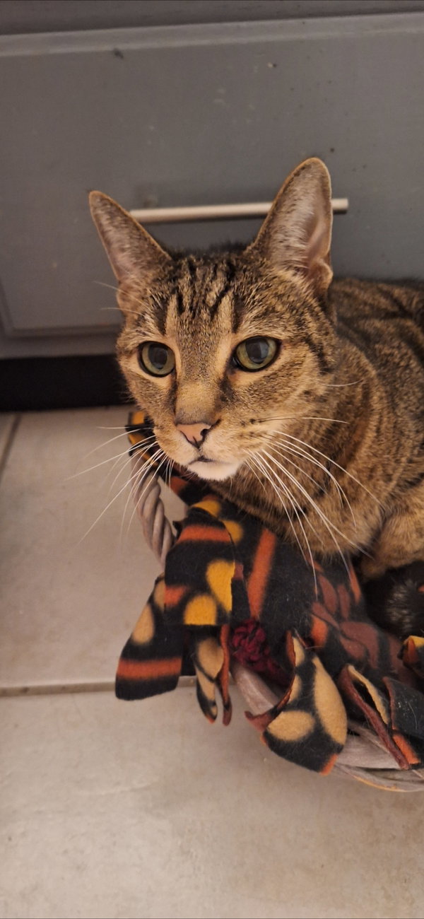Terry - front declawed