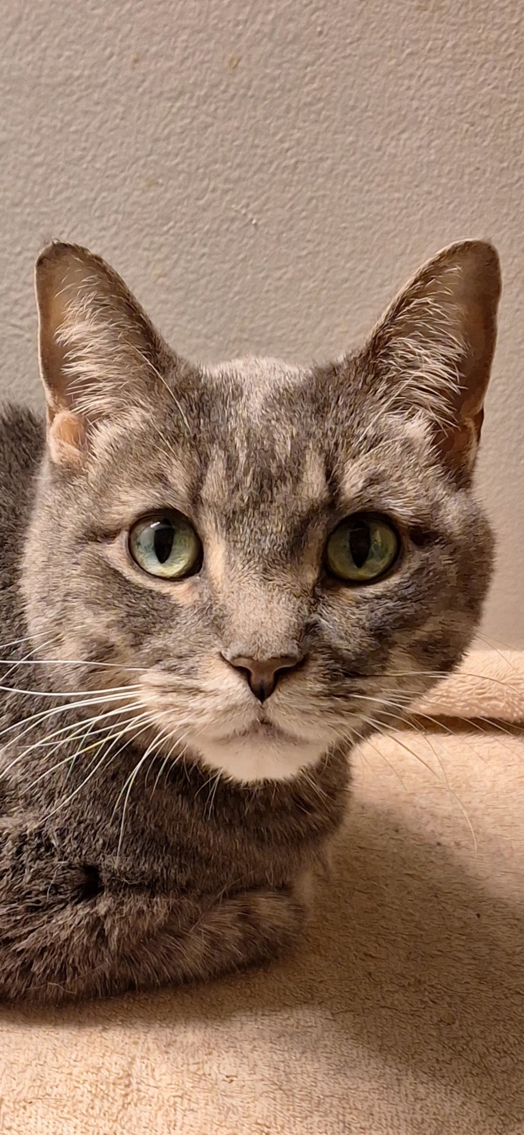 Dink  Domestic Short Hair (short coat) Male