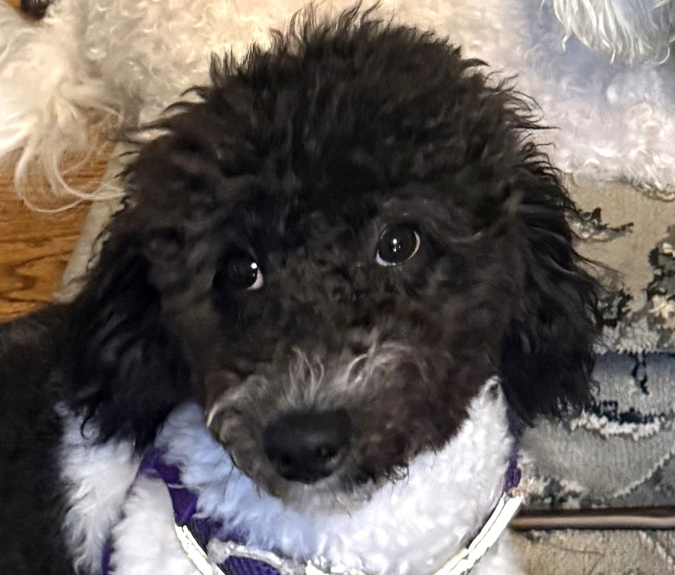 Milo BW Small Bichon Frise / Poodle (Miniature) (medium coat) Male
