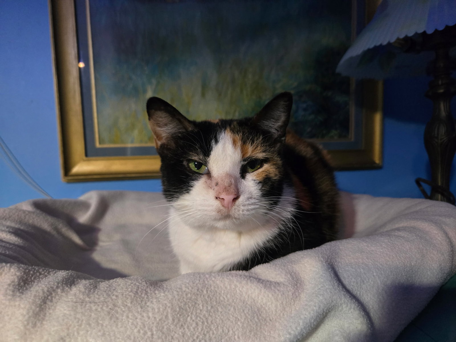 Dutchess  Domestic Short Hair (short coat) Female