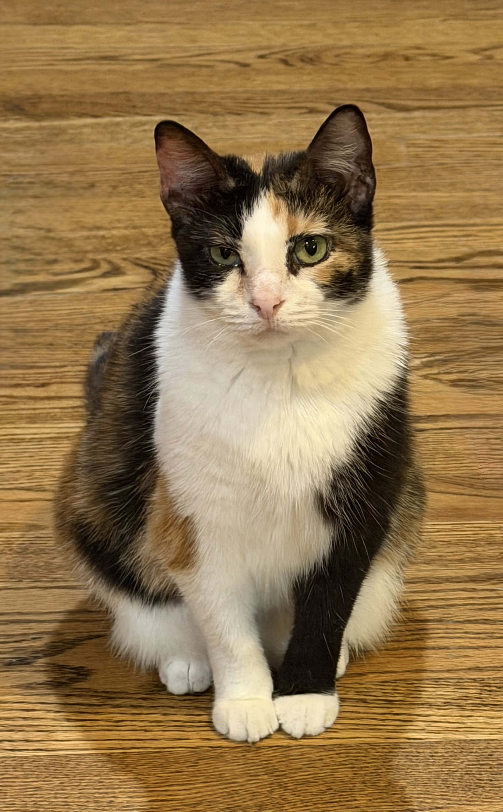 Dutchess  Domestic Short Hair (short coat) Female