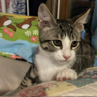 Tag  Domestic Short Hair (short coat) Male