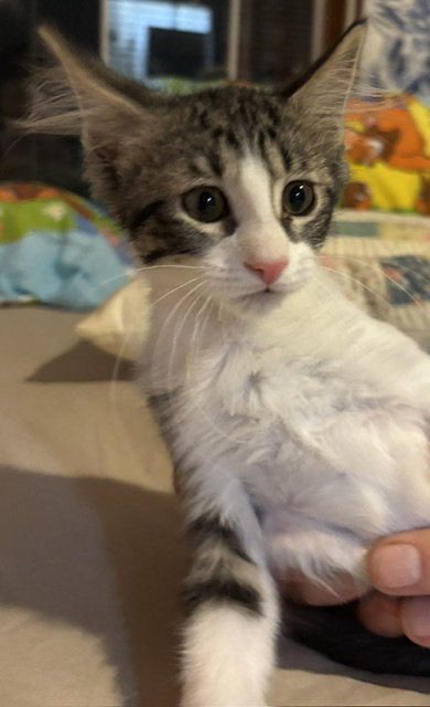 Red Rover  Domestic Long Hair (long coat) Female