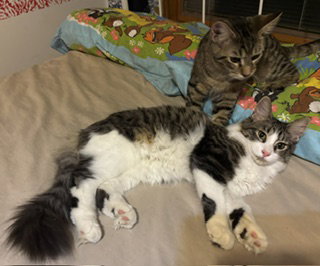 Red Rover & Tug of War (bonded pair), photo 6