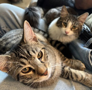 Red Rover & Tug of War (bonded pair), a cat for adoption from Animal Rescue Foundation (ARF-IL)