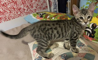 Tug of War  Domestic Short Hair (short coat) Male