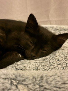 Meadow  Domestic Short Hair (short coat) Female