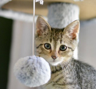 Strawberry  Domestic Short Hair (short coat) Female