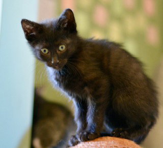 Fran  Domestic Short Hair (short coat) Male
