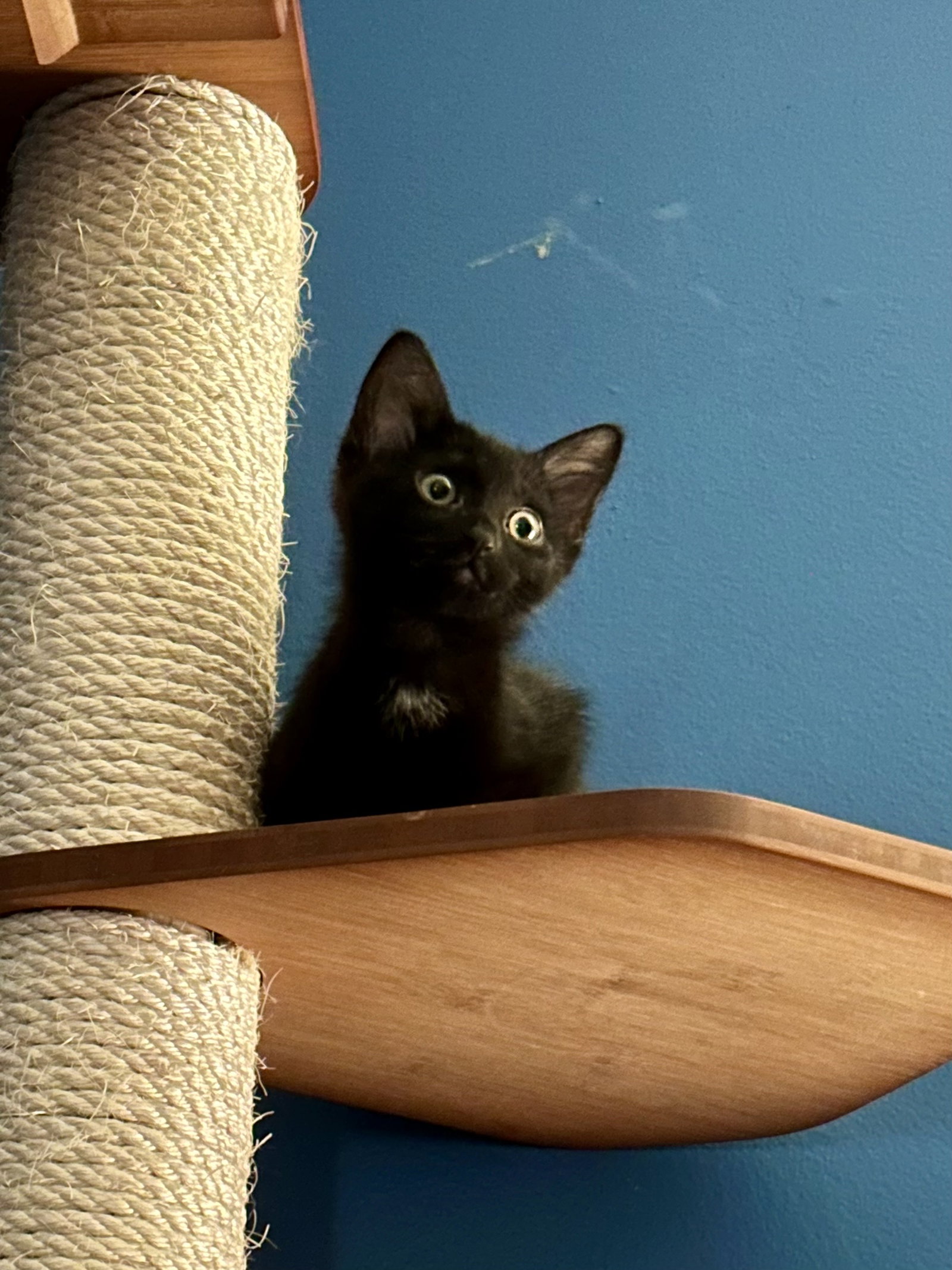 Astra  Domestic Short Hair (short coat) Female