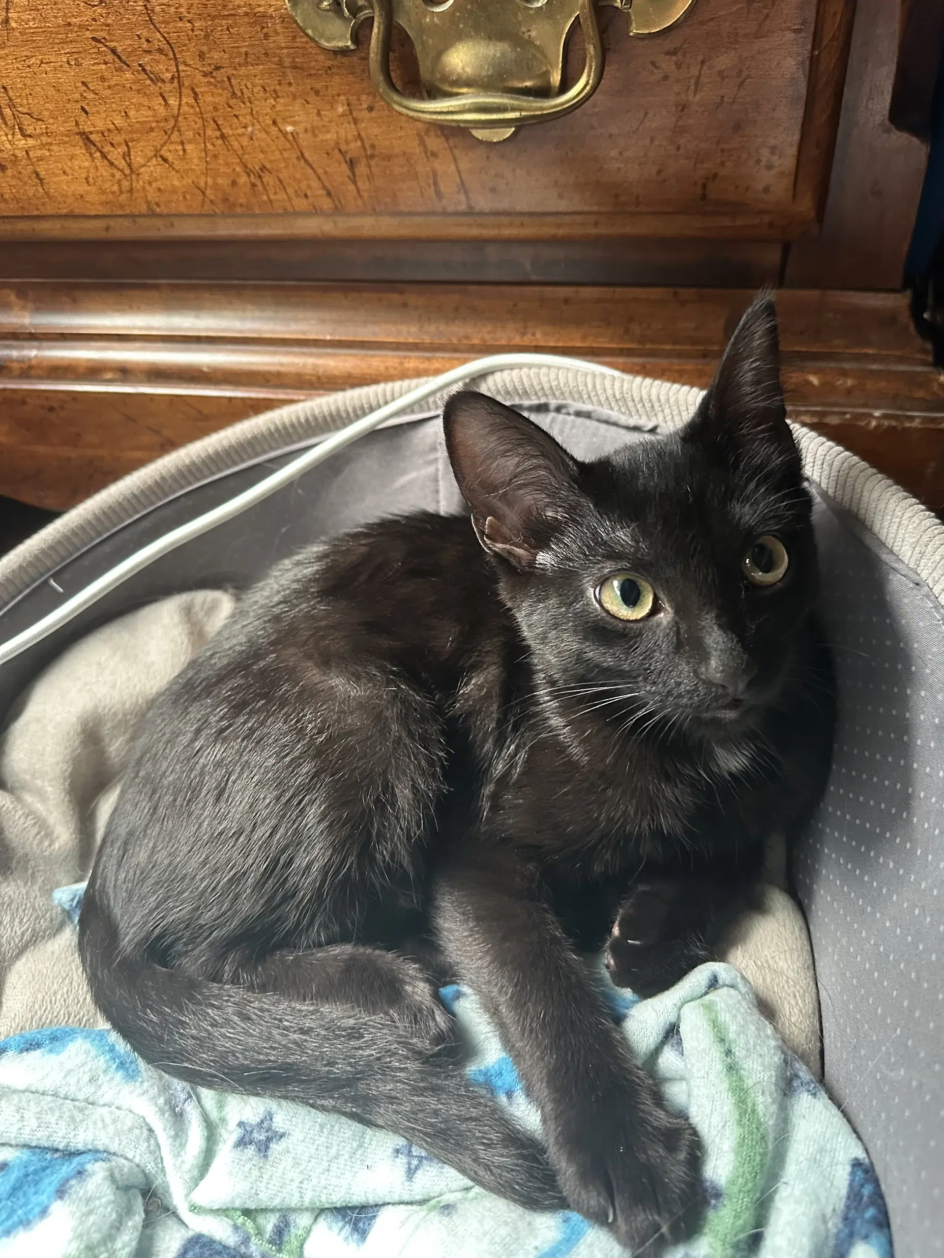 Astra - Domestic Short Hair