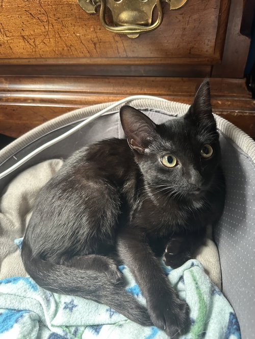 Astra, a cat for adoption from Animal Rescue Foundation (ARF-IL)