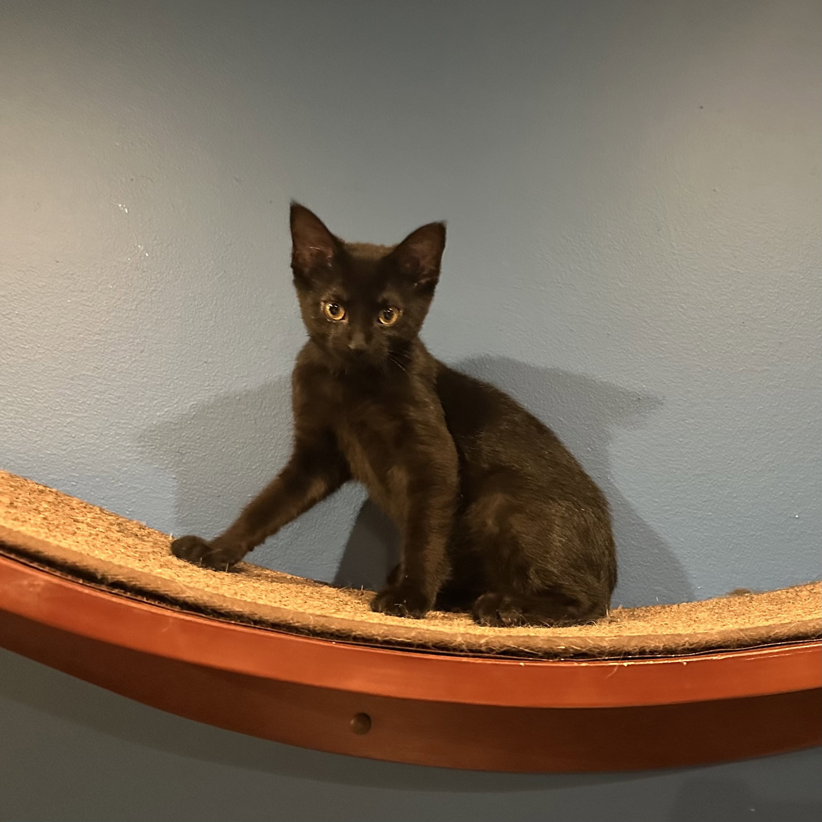 Eclipse  Domestic Short Hair (short coat) Female