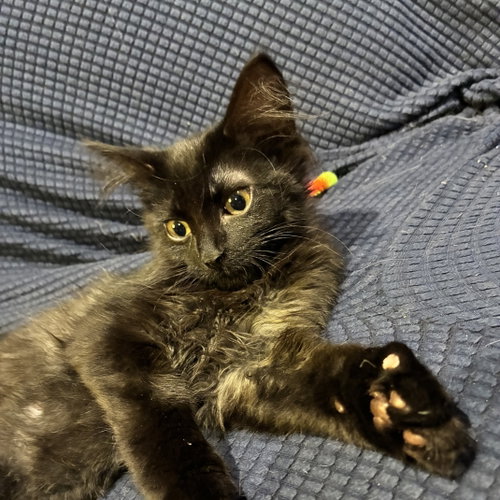 Gibbous, a cat for adoption from Animal Rescue Foundation (ARF-IL)