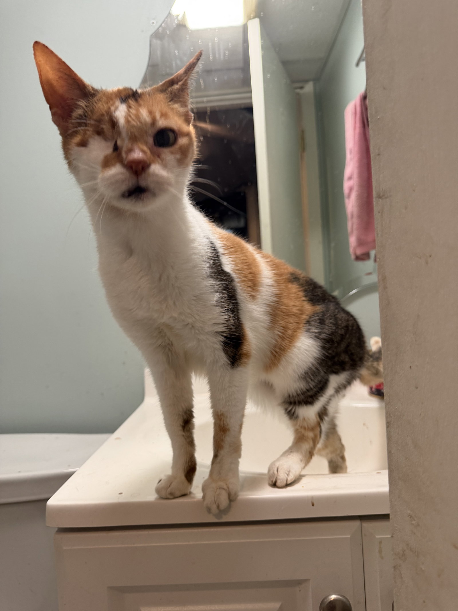 Gertrude  Domestic Short Hair (short coat) Female