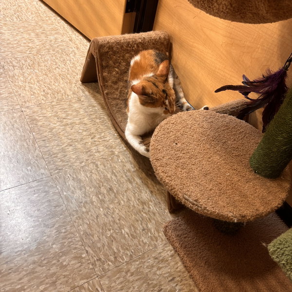 Gertrude
