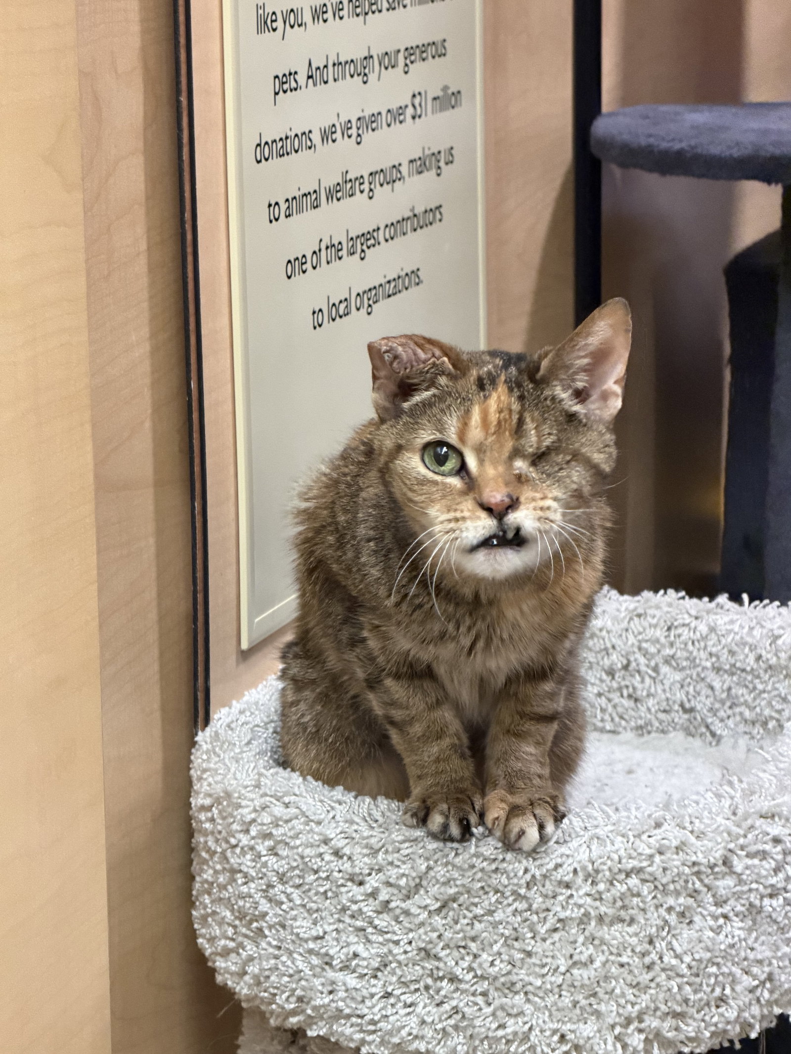 Mae  Domestic Short Hair (short coat) Female