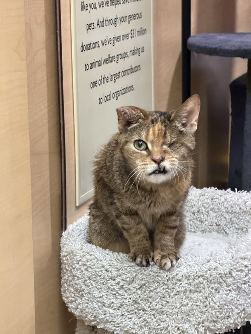 Mae, Adult Domestic Short Hair (short coat), cat for adoption in Des Plaines, Illinois