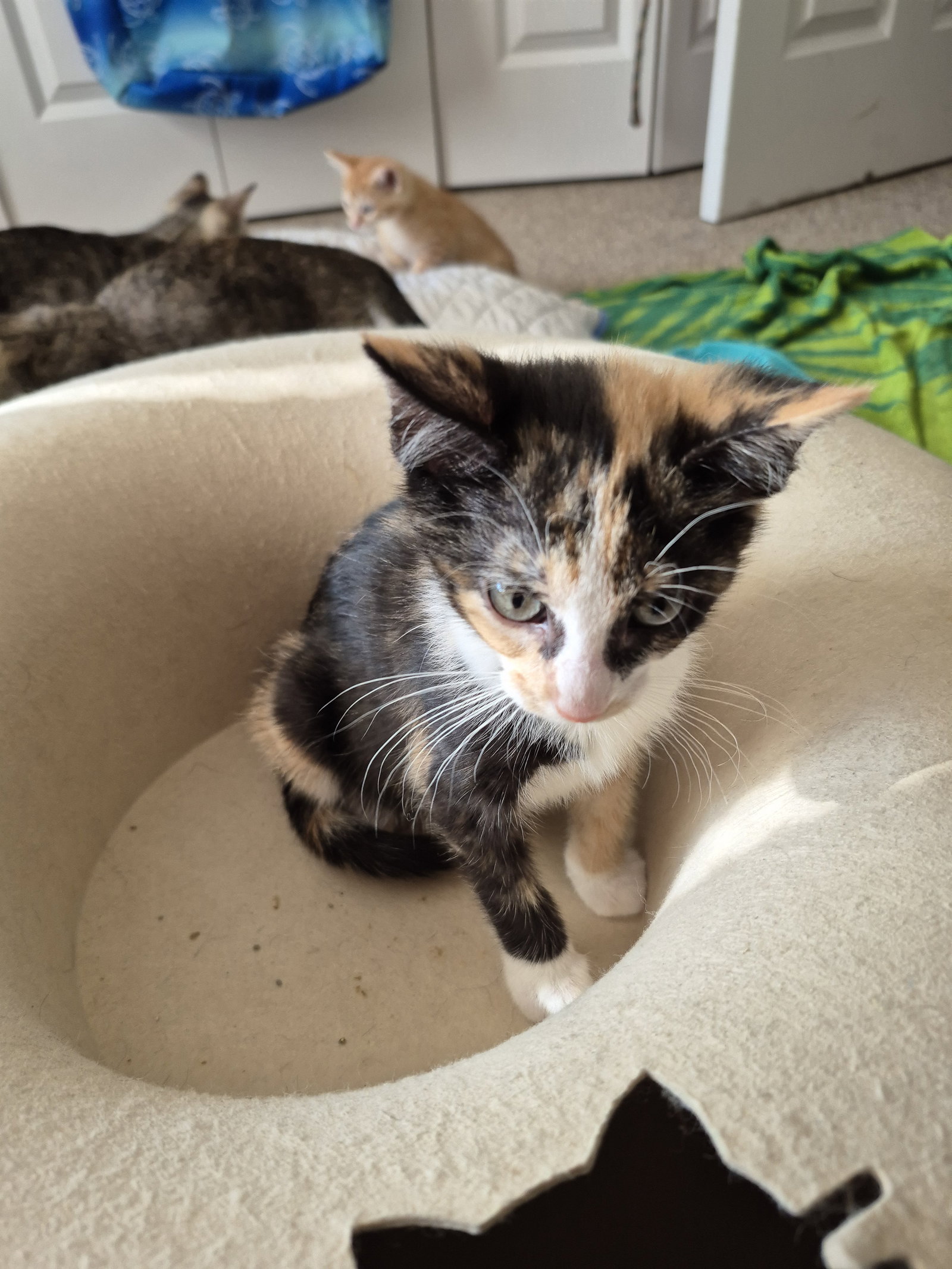 Satin  Domestic Short Hair (short coat) Female