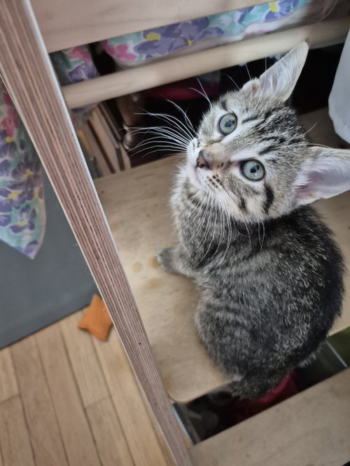 Wool, an adoptable Domestic Short Hair in Wheaton, IL