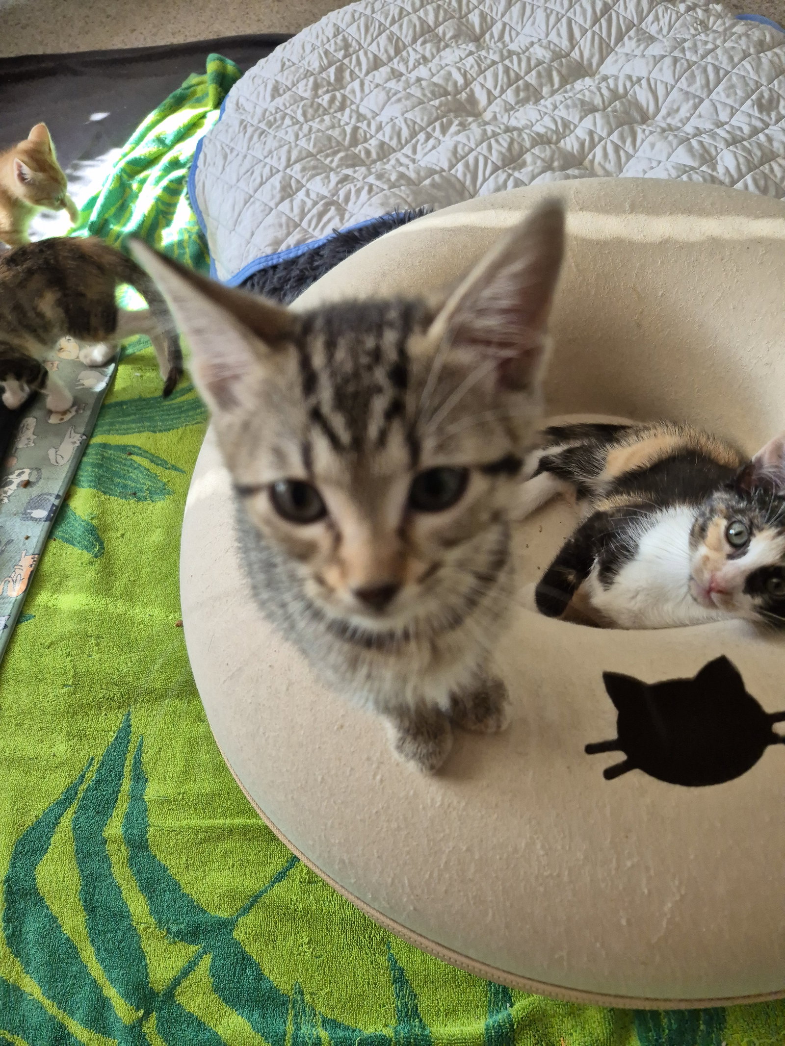Flannel  Domestic Short Hair (short coat) Female