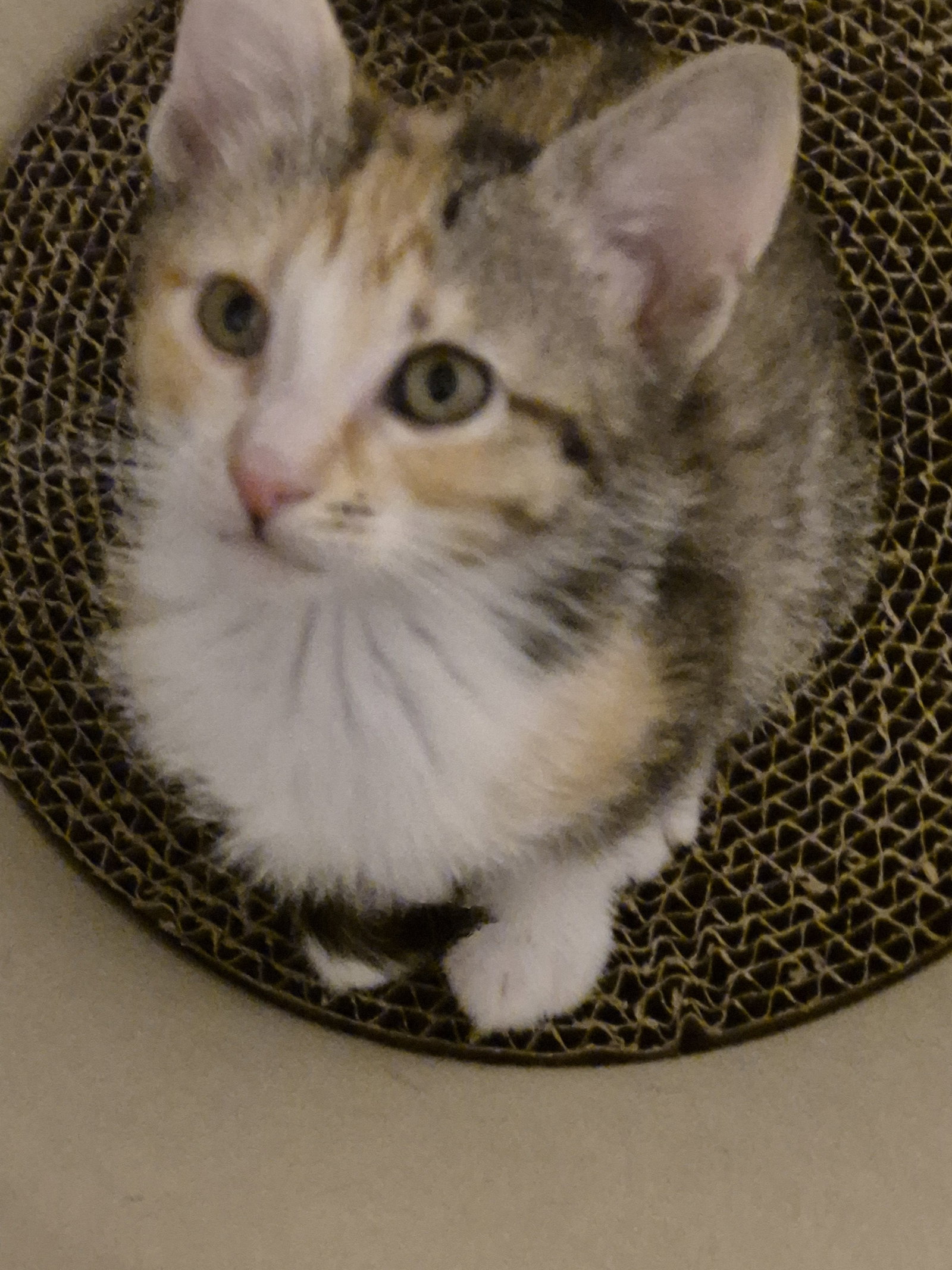 Cotton  Domestic Short Hair (short coat) Female