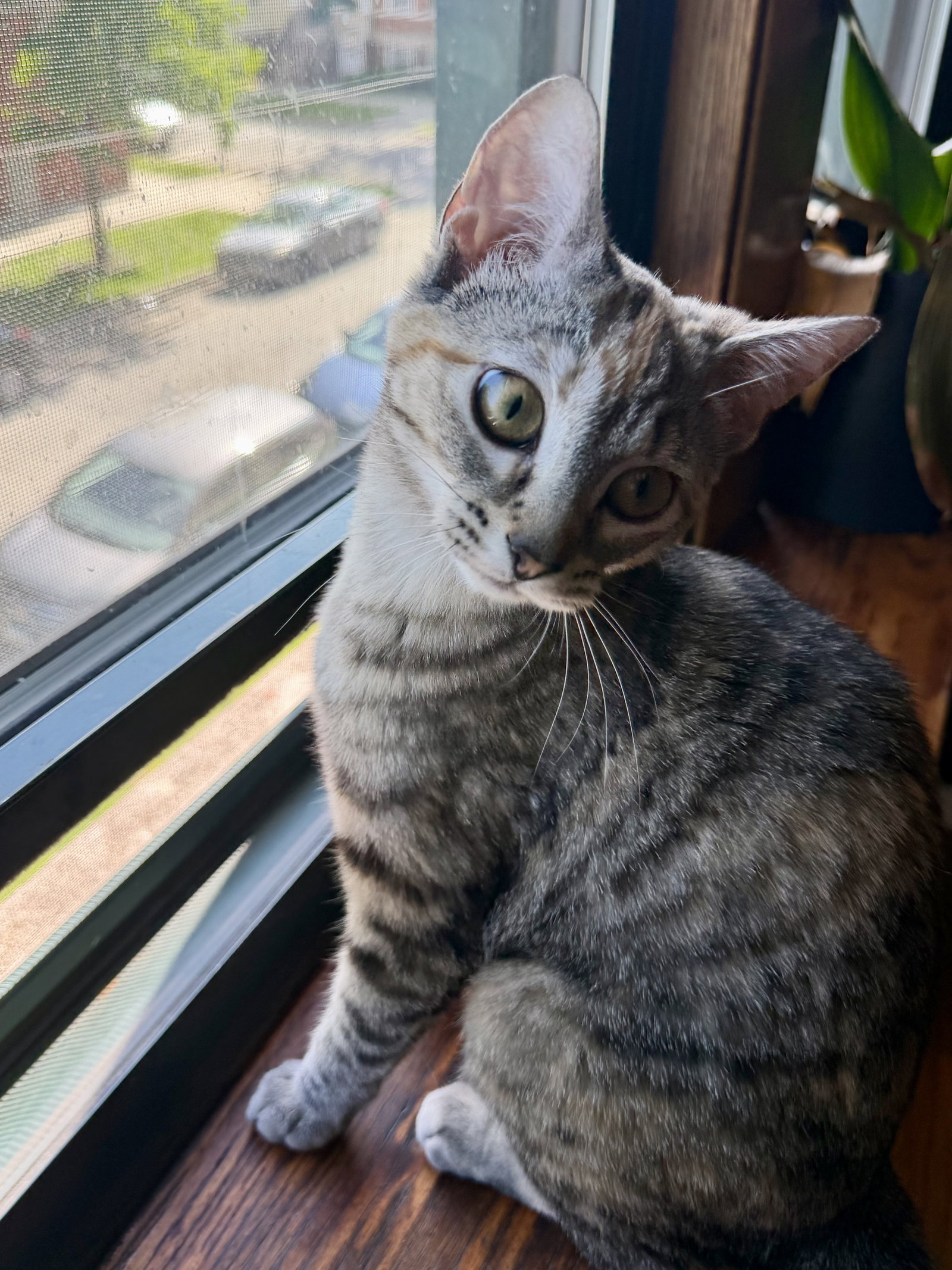 Listen Linda  Domestic Short Hair (short coat) Female