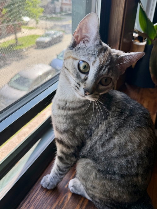 Listen Linda, an adoptable Domestic Short Hair in Wheaton, IL