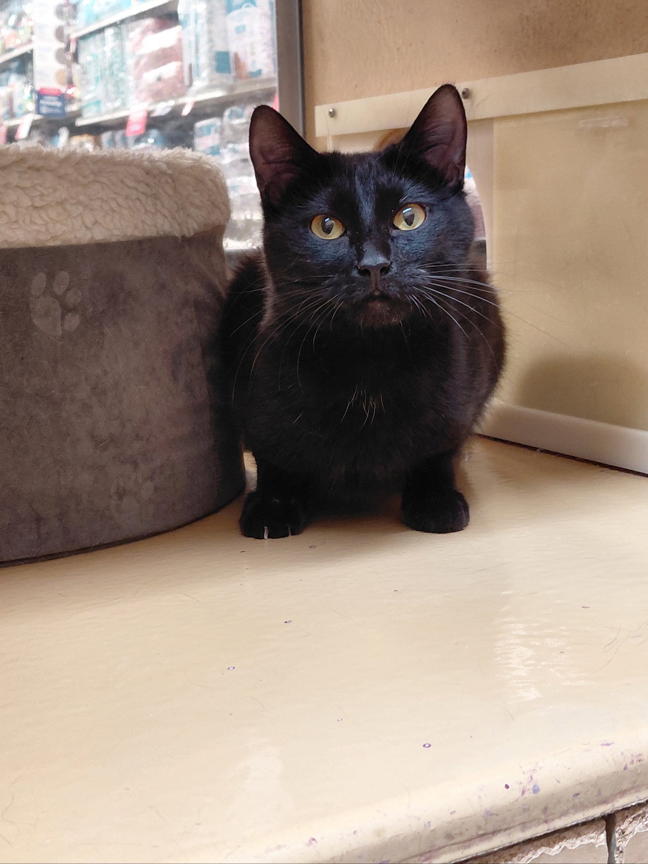 Naomi  Domestic Short Hair (short coat) Female