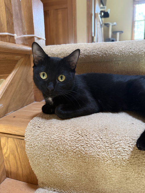 Danielle, an adoptable Domestic Short Hair in Wheaton, IL