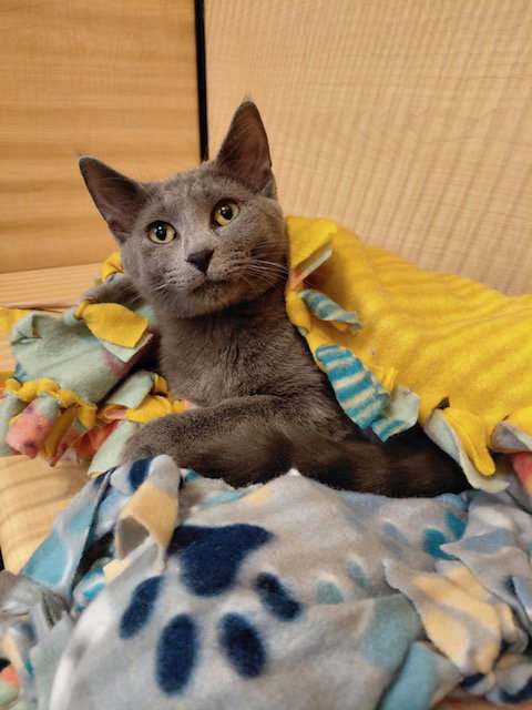 Starla (Oswego Cat Center)  Domestic Short Hair (short coat) Female