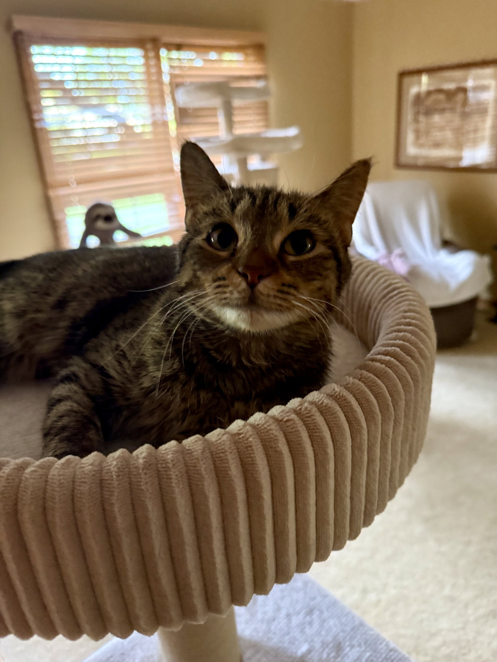 Colleen  Domestic Short Hair (short coat) Female