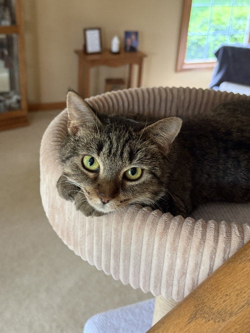Colleen, Adult Domestic Short Hair (short coat), cat for adoption in Des Plaines, Illinois