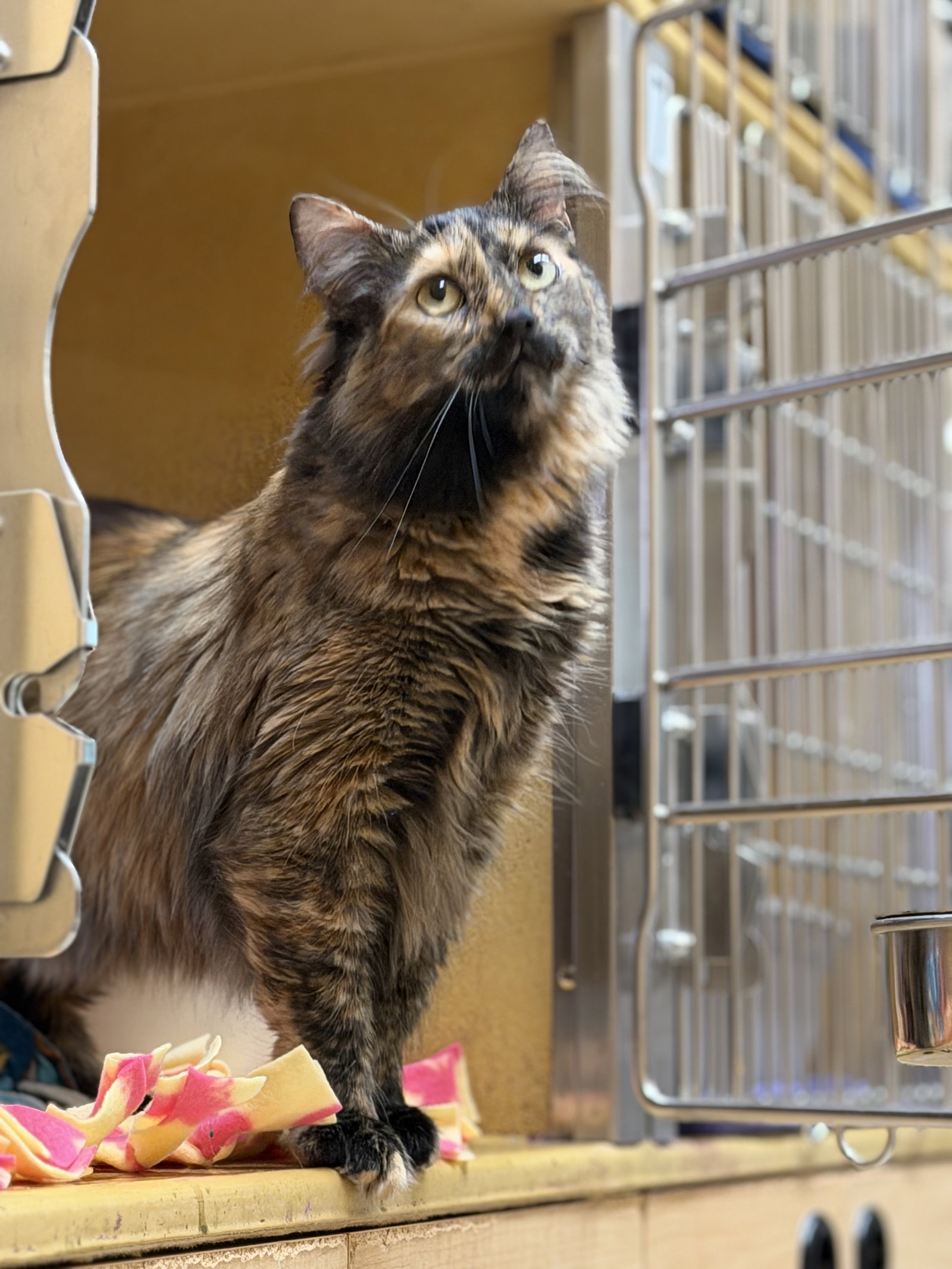 Mandy  Domestic Long Hair (long coat) Female