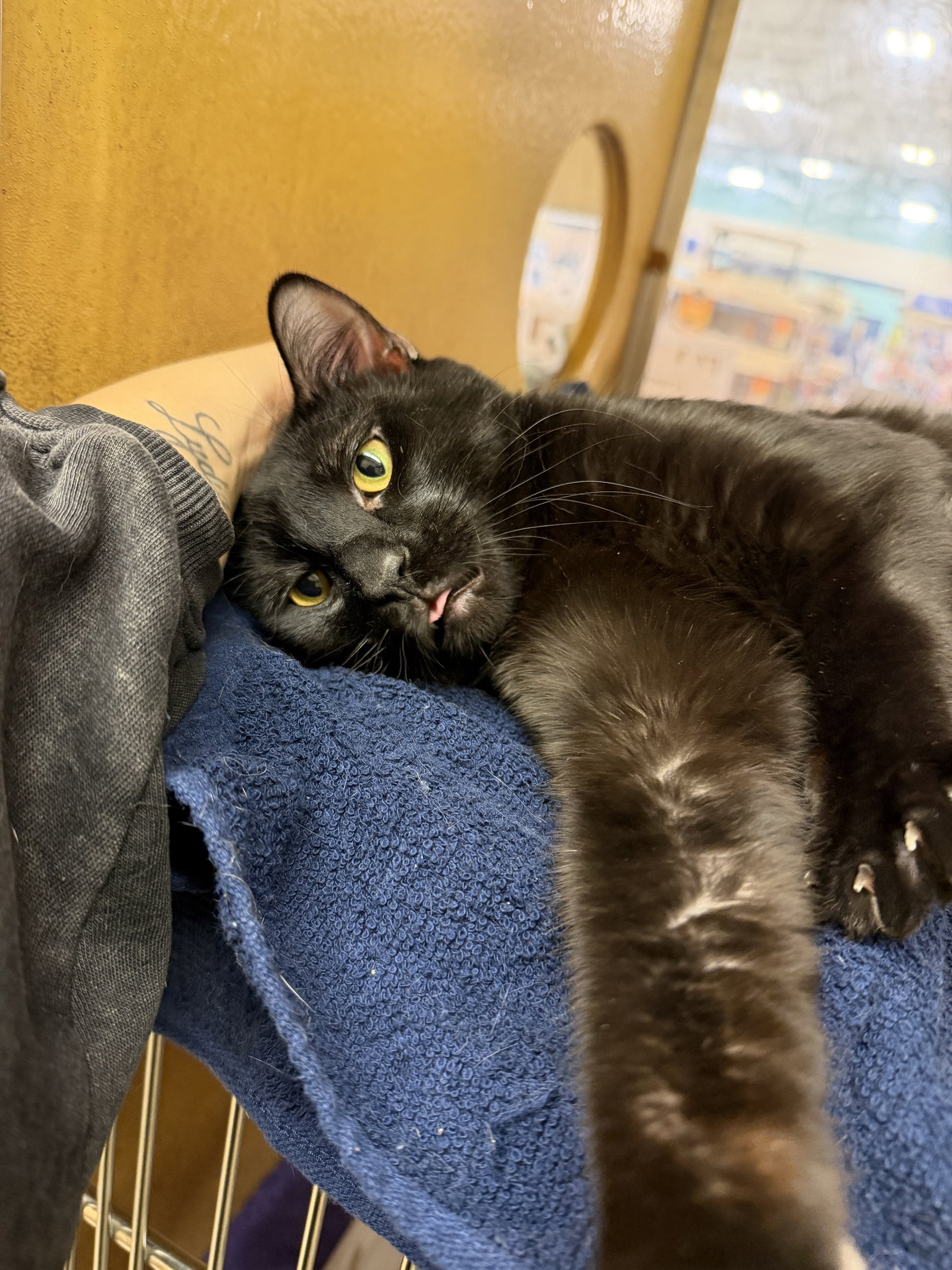 Capri Sun  Domestic Short Hair (short coat) Male