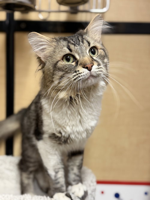 Tomas, an adoptable Domestic Long Hair in Wheaton, IL