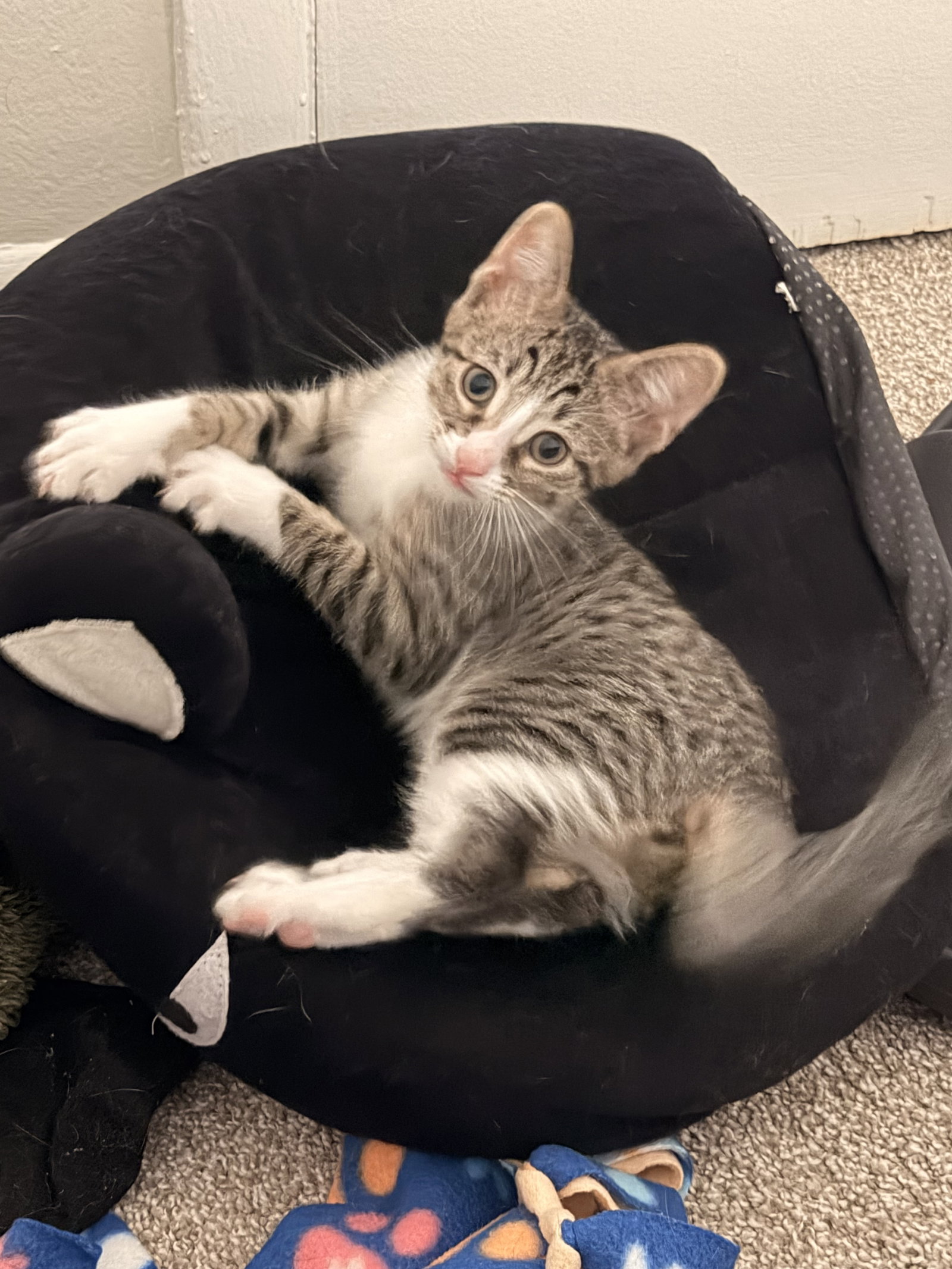 Ziti  Domestic Short Hair (short coat) Female